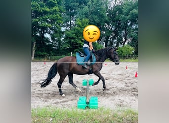 Karachay, Giumenta, 6 Anni, 150 cm, Baio nero