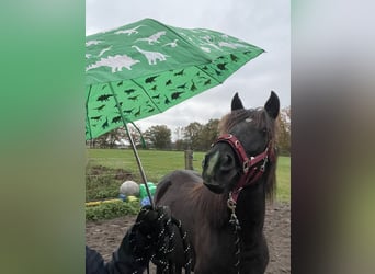 Karachay, Giumenta, 6 Anni, 150 cm, Baio nero