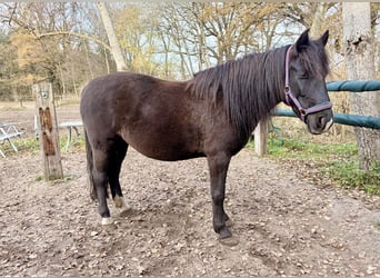Karachay, Giumenta, 6 Anni, 150 cm, Baio nero