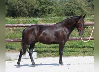 Karachay, Semental, 1 año, 163 cm, Negro