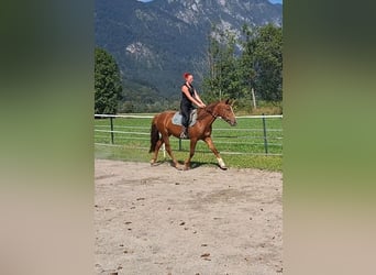 Karachay, Yegua, 3 años, 153 cm, Alazán