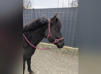 Karachay, Yegua, 5 años, 135 cm, Negro