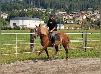 Karachay, Yegua, 9 años, 147 cm, Castaño
