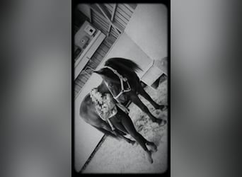 Karachay, Yegua, 9 años, 149 cm, Castaño