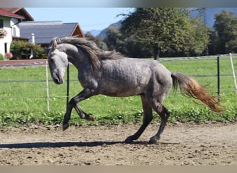 Karatchaï, Hongre, 4 Ans, 145 cm, Gris