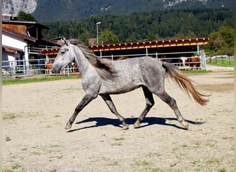 Karatchaï, Hongre, 4 Ans, 145 cm, Gris