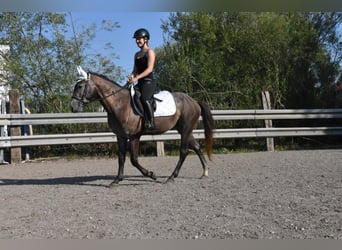 Karatchaï Croisé, Hongre, 4 Ans, 147 cm, Rouan bleu