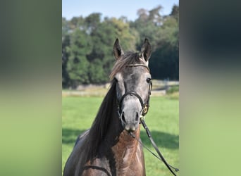 Karatchaï Croisé, Hongre, 4 Ans, 147 cm, Rouan bleu
