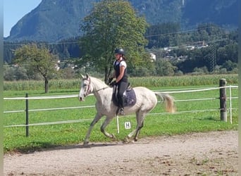 Karatchaï, Hongre, 6 Ans, 154 cm, Gris