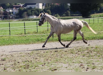 Karatchaï, Hongre, 6 Ans, 154 cm, Gris