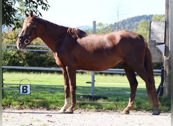 Karatchaï, Hongre, 7 Ans, 150 cm, Alezan