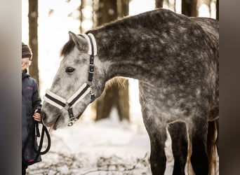 Karatchaï, Hongre, 7 Ans, 155 cm, Gris pommelé