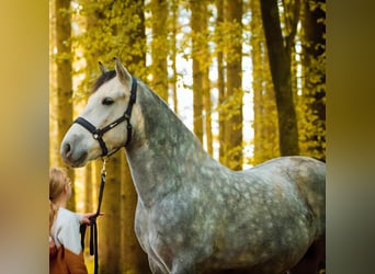 Karatchaï, Hongre, 7 Ans, 155 cm, Gris pommelé