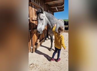 Karatchaï, Hongre, 7 Ans, 155 cm, Gris pommelé