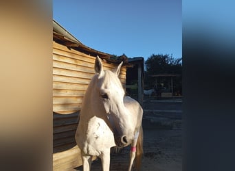 Karatchaï, Jument, 15 Ans, 149 cm, Gris pommelé