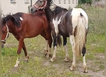 Karatchaï Croisé, Jument, 2 Ans, 140 cm, Pinto