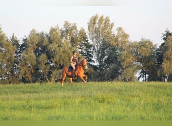 Karatchaï, Jument, 5 Ans, 147 cm, Alezan