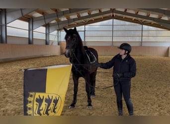 Karatchaï, Jument, 5 Ans, 150 cm, Peut devenir gris