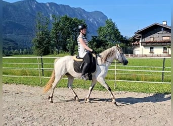 Karatchaï, Jument, 7 Ans, 145 cm, Gris