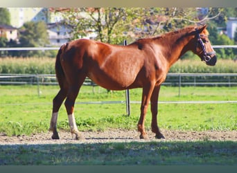 Karatchaï, Jument, 7 Ans, 146 cm, Alezan