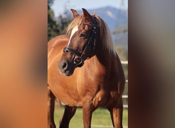 Karatchaï, Jument, 9 Ans, 147 cm, Bai