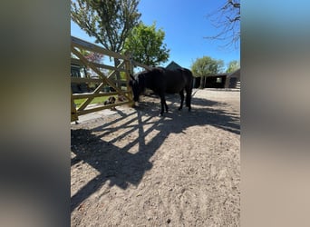Kaspisch Paard, Ruin, 8 Jaar, 115 cm, Zwart