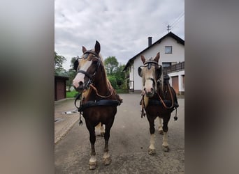 Kasztanowaty koń szwarcwaldzki, Klacz, 10 lat, 160 cm, Ciemnokasztanowata