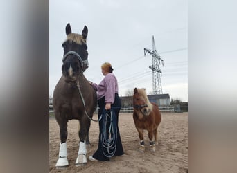 Kasztanowaty koń szwarcwaldzki, Klacz, 13 lat, 145 cm, Ciemnokasztanowata