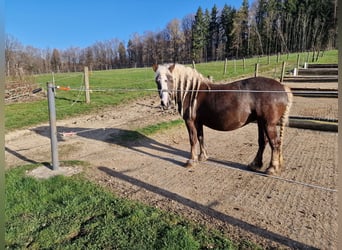 Kasztanowaty koń szwarcwaldzki, Klacz, 13 lat, 155 cm, Ciemnokasztanowata