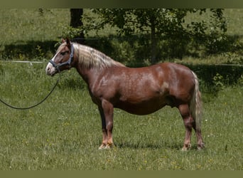 Kasztanowaty koń szwarcwaldzki, Klacz, 15 lat, 152 cm, Kasztanowata