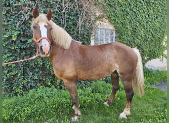 Kasztanowaty koń szwarcwaldzki, Klacz, 19 lat, 157 cm, Kasztanowata