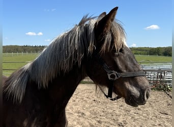 Kasztanowaty koń szwarcwaldzki, Klacz, 1 Rok, 110 cm, Ciemnokasztanowata