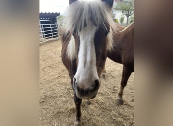 Kasztanowaty koń szwarcwaldzki, Klacz, 1 Rok, Kasztanowata