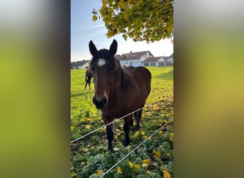 Kasztanowaty koń szwarcwaldzki, Klacz, 2 lat, 150 cm, Gniada