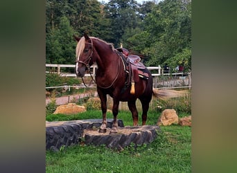 Kasztanowaty koń szwarcwaldzki, Klacz, 3 lat, 148 cm, Ciemnokasztanowata