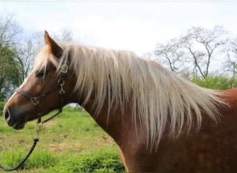 Kasztanowaty koń szwarcwaldzki, Klacz, 3 lat, 153 cm, Ciemnokasztanowata