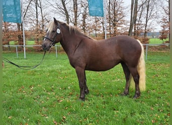 Kasztanowaty koń szwarcwaldzki, Klacz, 3 lat, 153 cm, Ciemnokasztanowata