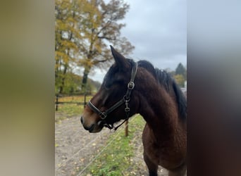 Kasztanowaty koń szwarcwaldzki, Klacz, 3 lat, 155 cm, Gniada