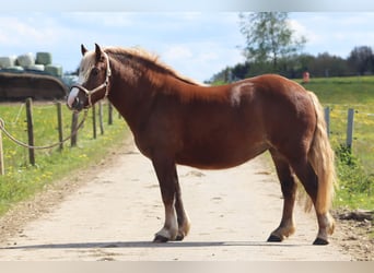 Kasztanowaty koń szwarcwaldzki, Klacz, 4 lat, 148 cm, Ciemnokasztanowata
