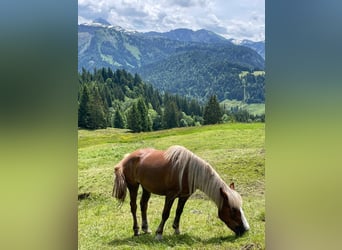 Kasztanowaty koń szwarcwaldzki, Klacz, 4 lat, 148 cm, Ciemnokasztanowata