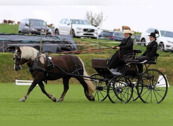 Kasztanowaty koń szwarcwaldzki, Klacz, 4 lat, 149 cm, Ciemnokasztanowata