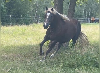 Kasztanowaty koń szwarcwaldzki, Klacz, 4 lat, 150 cm, Ciemnokasztanowata