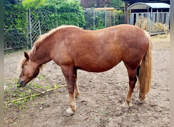 Kasztanowaty koń szwarcwaldzki, Klacz, 4 lat, 152 cm, Ciemnokasztanowata