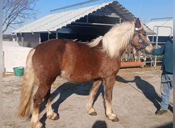 Kasztanowaty koń szwarcwaldzki, Klacz, 4 lat, 153 cm, Ciemnokasztanowata