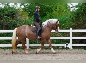 Kasztanowaty koń szwarcwaldzki, Klacz, 4 lat, 158 cm, Ciemnokasztanowata