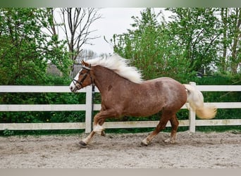 Kasztanowaty koń szwarcwaldzki, Klacz, 4 lat, 158 cm, Ciemnokasztanowata