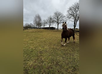 Kasztanowaty koń szwarcwaldzki, Klacz, 4 lat, 160 cm, Kasztanowata