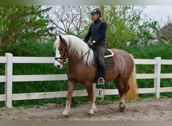 Kasztanowaty koń szwarcwaldzki, Klacz, 5 lat, 158 cm, Ciemnokasztanowata