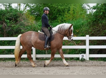 Kasztanowaty koń szwarcwaldzki, Klacz, 5 lat, 158 cm, Ciemnokasztanowata