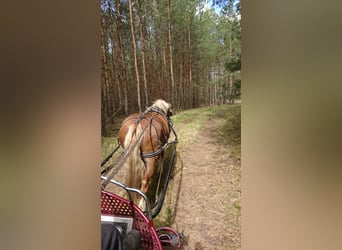Kasztanowaty koń szwarcwaldzki, Klacz, 6 lat, 154 cm, Ciemnokasztanowata